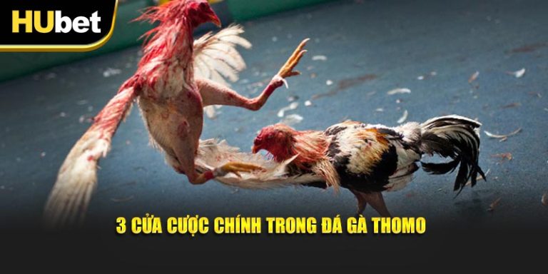 3 cửa cược chính trong bộ môn đá gà Thomo