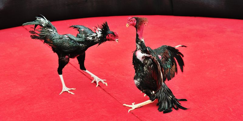 Các Lời Khuyên Khi Tham Gia Cá Cược Đá Gà Trực Tuyến