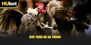 Đá Gà Thomo