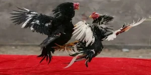 Đá gà đòn