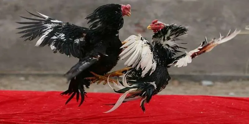 Đá gà đòn