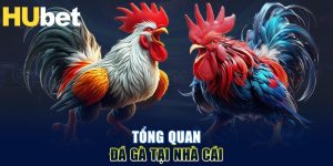 Đá gà Hubet