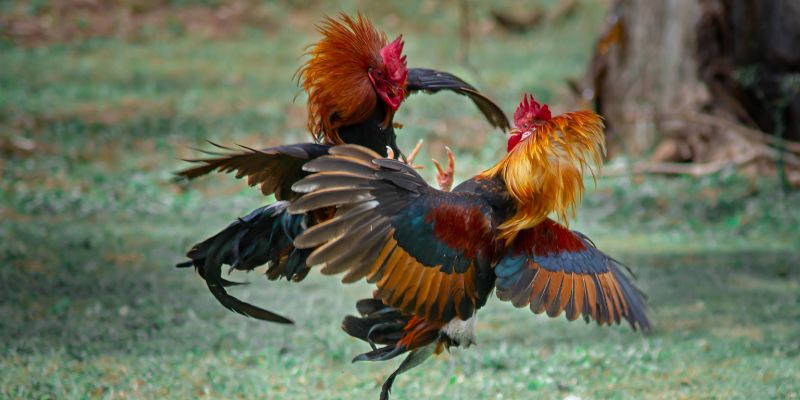 Tổng Quan Về Hubet Đá Gà C3